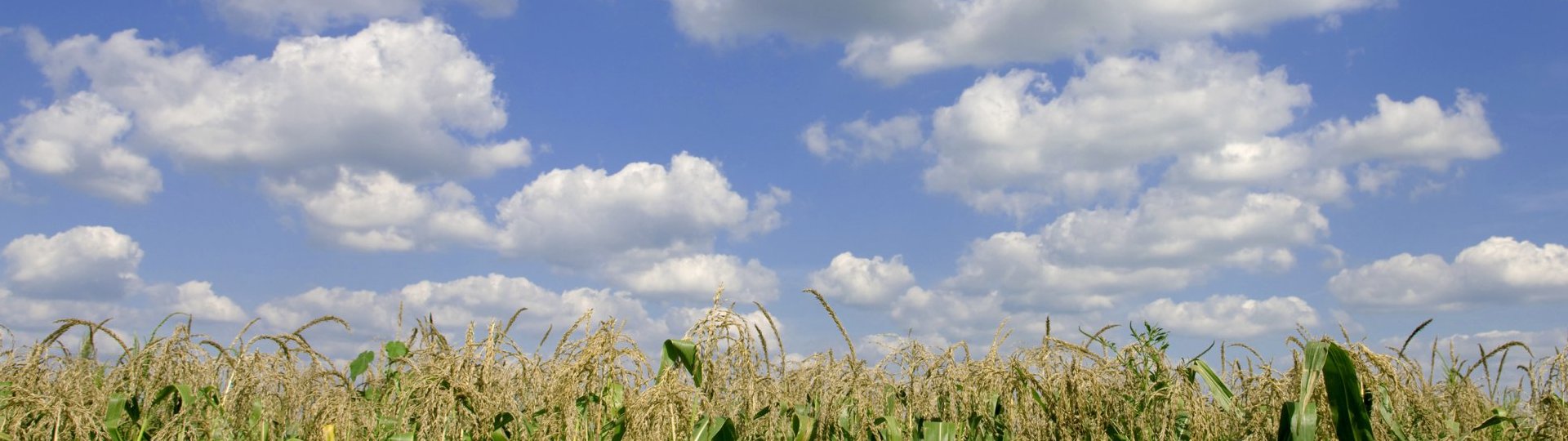 Endodontics West Des Moines IA, Endodontist